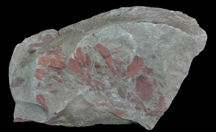 Early Devonian Plant Fossils (Zosterophyllum) - Scotland #66682